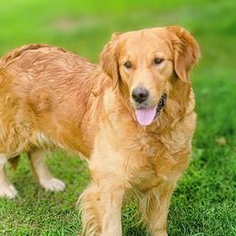 Nana - Golden Retriever