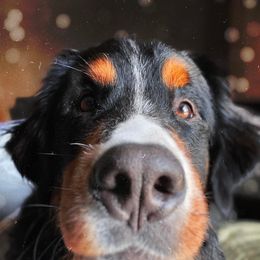 Bernese Mountain Dogs from Andover Mountain Bernese