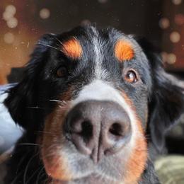 Bernese Mountain Dogs from Andover Mountain Bernese