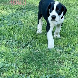 Great Dane Puppies from Laxton Danes