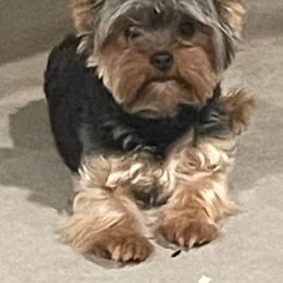 Yorkshire Terriers from Precious Puppies 🐶