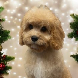 Cavapoos, Goldendoodles, and Poodles from Rose's Doodles