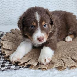 Rocky - Red tri-color male Australian Shepherd puppy in Mountain Grove, Missouri from K Bar H Farms