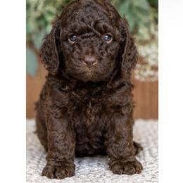 Evangeline - Brown female Poodle puppy in Gilbert, Arizona from Tailored Poodles