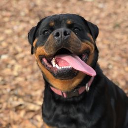 Rottweiler Puppies from Bronx Von Bridges Rottweilers