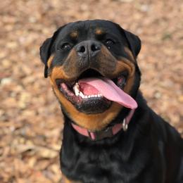 Rottweiler Puppies from Bronx Von Bridges Rottweilers