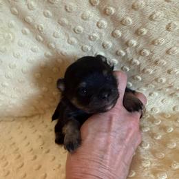 Fisher - Black and tan male Pomeranian puppy in Success, Missouri from Sweet Success