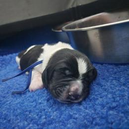 Peter - Black and white male Basset Hound puppy in Surprise, Arizona from Howlin Hounds