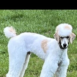 Poodle All Grown Up from Caniche Palace