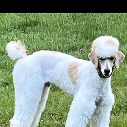 Poodle All Grown Up from Caniche Palace