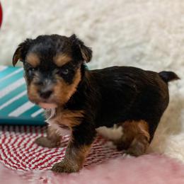 King Kandy - Black and tan male Yorkshire Terrier puppy in Puyallup, Washington from Majestic Mtn Pups