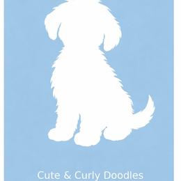 Boy 1 - Red  male Goldendoodle puppy in Harris County, Texas from Cute & Curly Doodles