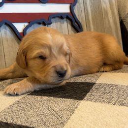 Autumn - Golden female Golden Retriever puppy in Olathe, Colorado from Duck Dogs Colorado