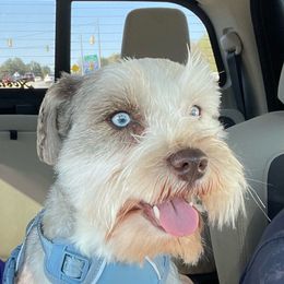 Ruger - Miniature Schnauzer