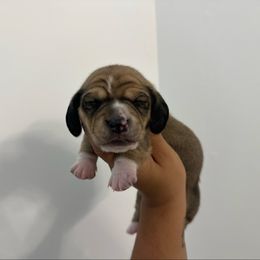 Rye (piebald) - Cream male Dachshund puppy in Mc Donough, Georgia from L & J Kennel