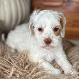 Rosemary - Caramel female Australian Labradoodle puppy in Decatur, Alabama from Southern Meadows Doodles