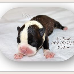 Boy 3 - male Boston Terrier puppy in North Central, Vermont from Windy Valley’s Bostons