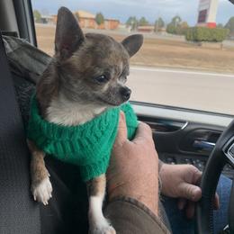 Chihuahua Puppies from Strawberry River Kennel