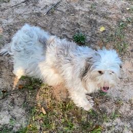 Twinkles - Dachshund