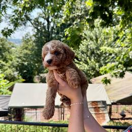 Thunder - Red  male Goldendoodle puppy in Calhoun, Georgia from Happy Top Doodles