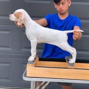 Pointer Puppies from Playlist Pointers