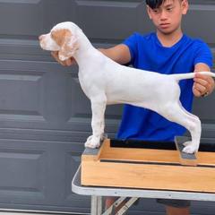 Pointer Puppies from Playlist Pointers