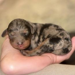 Sapphire - Merle female Cavapoo puppy in Ville Platte, Louisiana from The Barkery