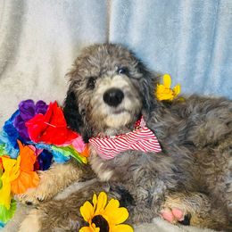 Waylon Jennings - Merle Bernedoodle puppy in Branson West, Missouri from Ozark Acres LLC
