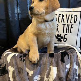 Labrador Retriever Puppies from Twisted Wire Ranch Retrievers