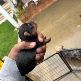 Female 2 - Blue and gold female Yorkshire Terrier puppy in Pomona, California from Carbajal Yorkshire Terriers