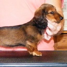 Dachshund Puppies from Jamie's Dachshunds