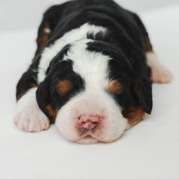 Hermione - Tri-color female Bernedoodle puppy in Glendale, Arizona from Arizona Bernedoodles