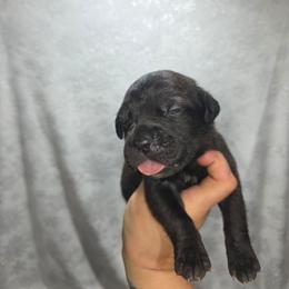Girl 1 - Black brindle female Cane Corso puppy in Forney, Texas from Dallas Lonestar Bullies