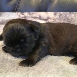Shih Tzu Puppies from Willow Lane Shih Tzus