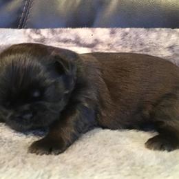 Shih Tzu Puppies from Willow Lane Shih Tzus