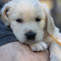 Mr Gold - Light golden male Golden Retriever puppy in Hayward, California from East Bay Golden Retrievers