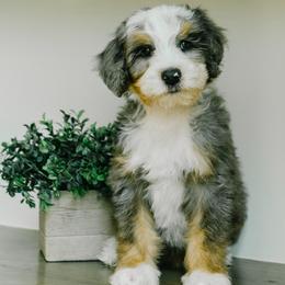 Boy 6 - Merle male Bernedoodle puppy in Spanish Fork, Utah from K Brand Doodles