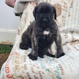 Neon Green - Brindle Mastiff puppy in Parkersburg, West Virginia from ❤️ Thompson's Family Mastiffs ❤️