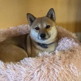Mila - Shiba Inu