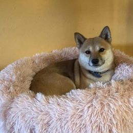 Mila - Shiba Inu