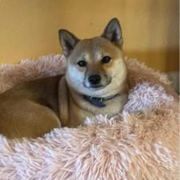 Mila - Shiba Inu