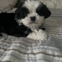 Brown Boy - Black and white male Shih Tzu puppy in Durham, Maine from Barrington's Golden Retrievers and Shih Tzu