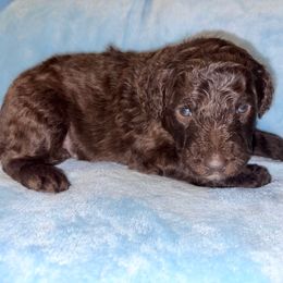 Thaddeus (Sanaz's) - Brown male Poodle puppy in Meadowbrook, California from Standard Poodle Pups