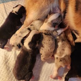 American Corgis and Pembroke Welsh Corgis from San Diego Corgis