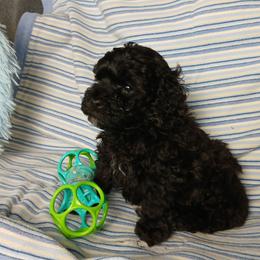 Ebony - Silver male Poodle puppy in Blanch, North Carolina from Faithful Hearts Kennel