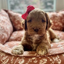 Aspen - Red female Australian Labradoodle puppy in Summerfield, North Carolina from Four Oaks Labradoodles