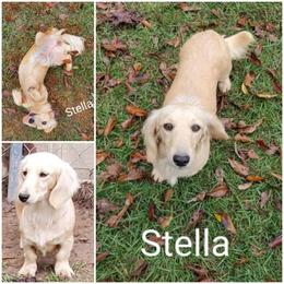 Stella - Dachshund