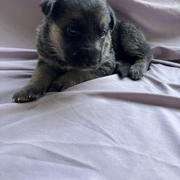 Freya - Black and cream female German Shepherd puppy in Perkasie, Pennsylvania from Twila Ruth Herot