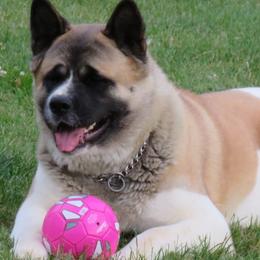 Audacious Pepper - Red, black overlay Akita puppy in Kokomo, Indiana from Audacious Akitas
