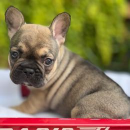 Earl Grey - Fawn and white male French Bulldog puppy in Ford City, Pennsylvania from DeWitt Frenchies